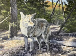 "Coyote of the Arbuckles" Bryan Bramblett